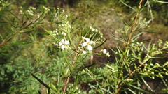 Zieria laxiflora