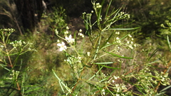 Zieria laxiflora