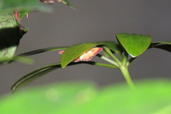 Isocentris filalis