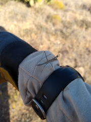 Yersiniops sophronicus