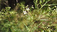 Zieria laxiflora