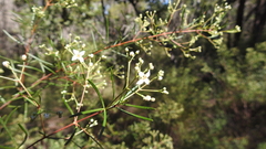 Zieria laxiflora