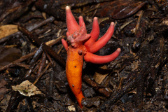 Trichoderma cornu-damae