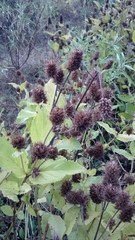 Lepechinia caulescens