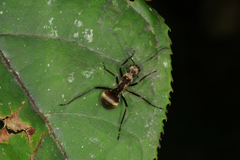 Polyrhachis ypsilon