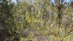 Acacia juncifolia