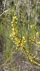 Acacia juncifolia