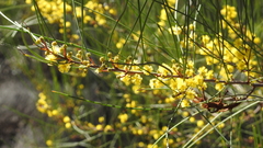 Acacia juncifolia