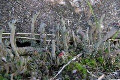 Cladonia rei