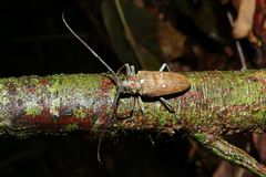 Batocera