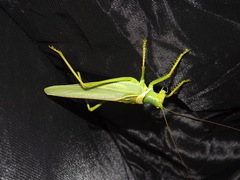 Terpandrus woodgeri