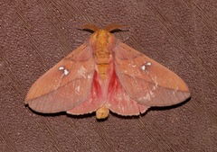 Syssphinx montana