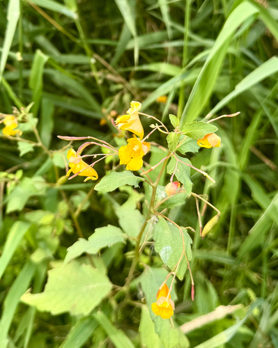 common jewelweed