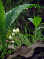 Convallaria pseudomajalis