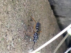 Lymeon orbus