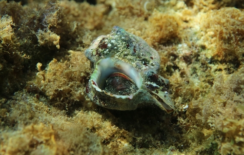 Hexaplex trunculus