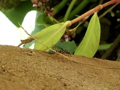 Lymeon orbus