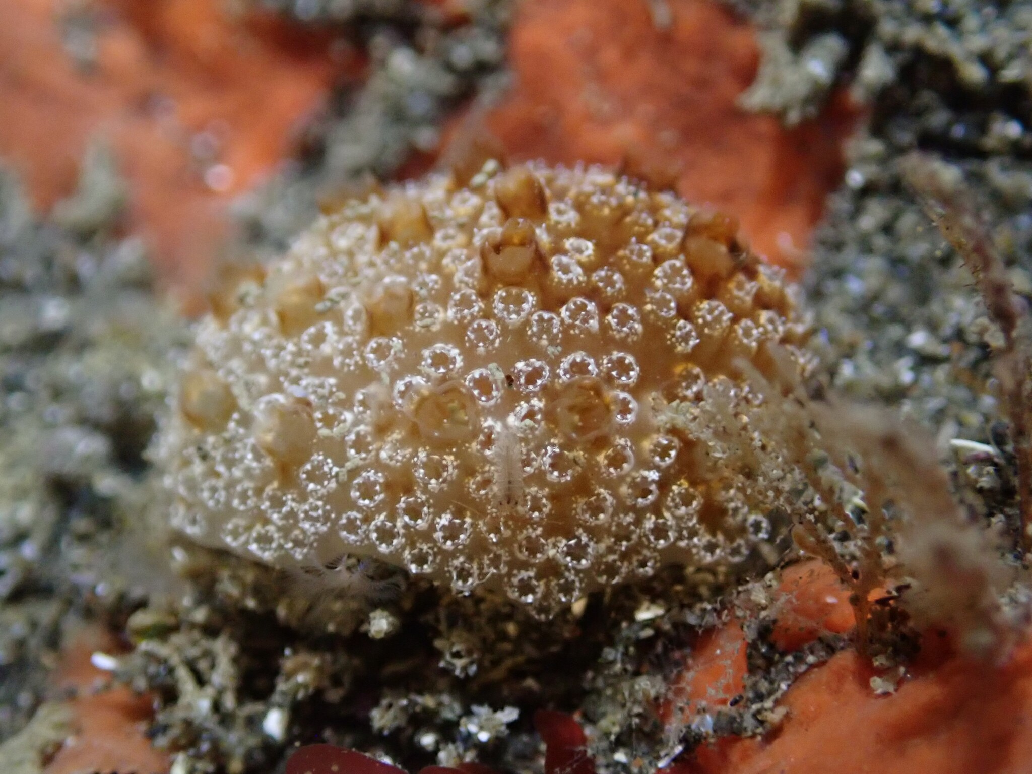 Distaplia occidentalis Bancroft, 1899