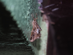 Paracymoriza vagalis