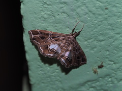 Paracymoriza vagalis