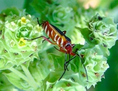 Dysdercus obscuratus