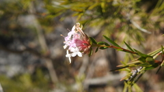 Pimelea linifolia collina