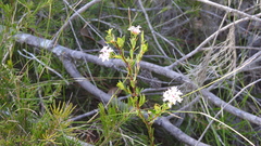 Pimelea linifolia collina