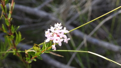 Pimelea linifolia collina
