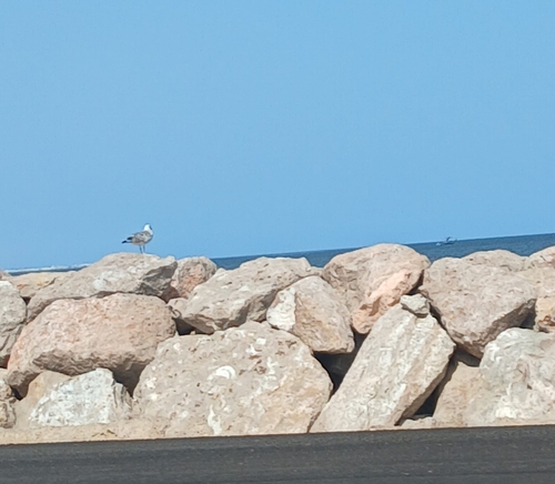 Yellow-legged Gull