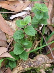 Stachydeae