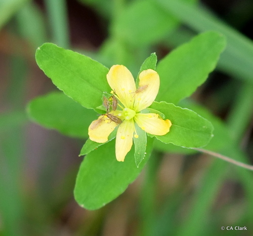 Hypericum parvulum