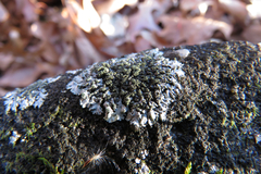 Phaeophyscia adiastola