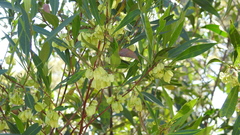 Dodonaea lanceolata
