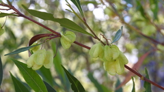 Dodonaea lanceolata
