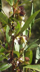 Dodonaea lanceolata