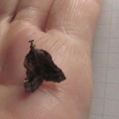 Clydonopteron sacculana