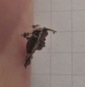 Clydonopteron sacculana