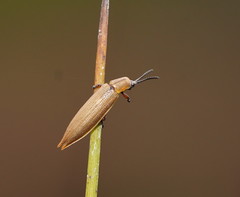 Eurispa albipennis
