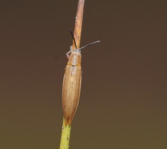 Eurispa albipennis