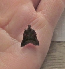 Clydonopteron sacculana