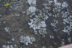 Phaeophyscia hirsuta