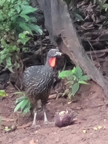 Dusky-legged Guan