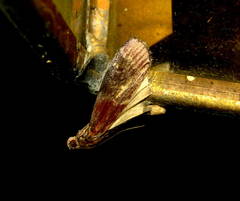 Euzophera ostricolorella