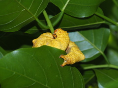 Ischyja