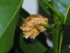 Ischyja