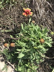 Gaillardia pulchella image