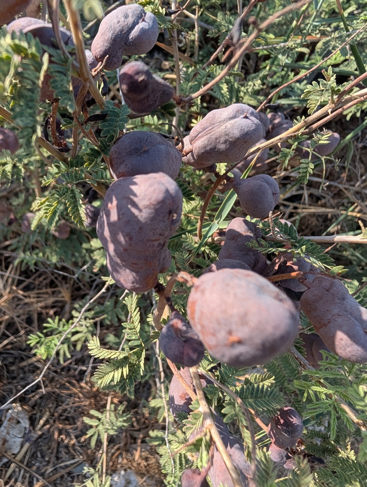 Syrian Mesquite (Prosopis farcta)
