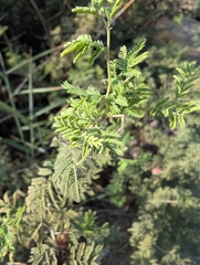 Prosopis farcta, photograph (c) Marios Thoma, some rights reserved (CC BY)