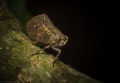 Cotylana angustifrons