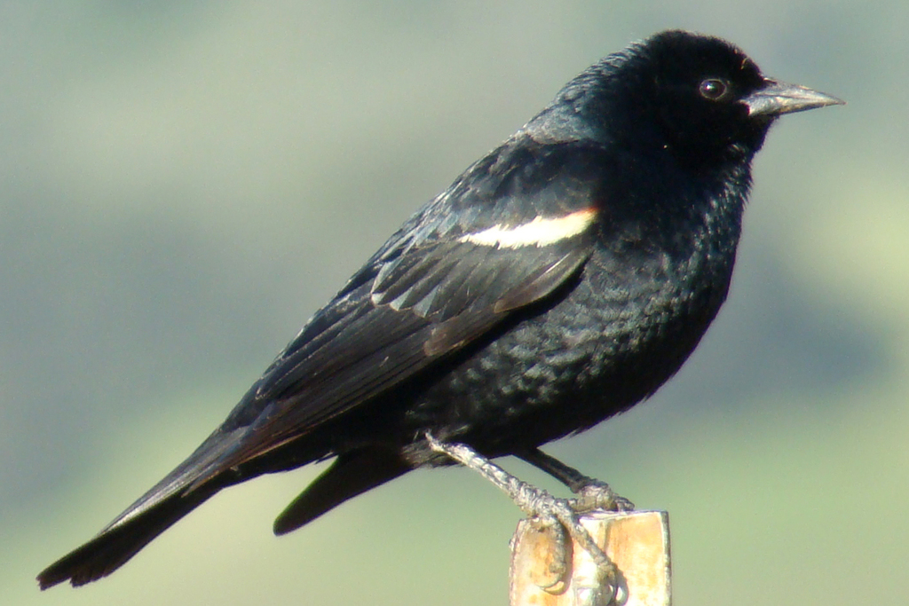 Tricolored Blackbird